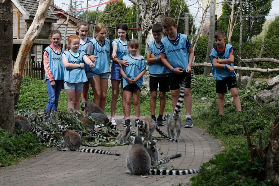 children at lemur woods in emerald park looking at ring tailed lemurs