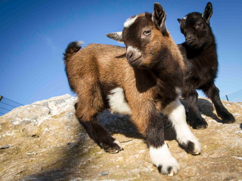 Two baby African pygmy goats standing on rock