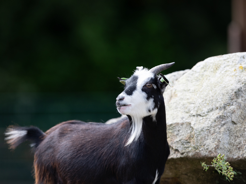 African pygmy goat roams about at Emerald park