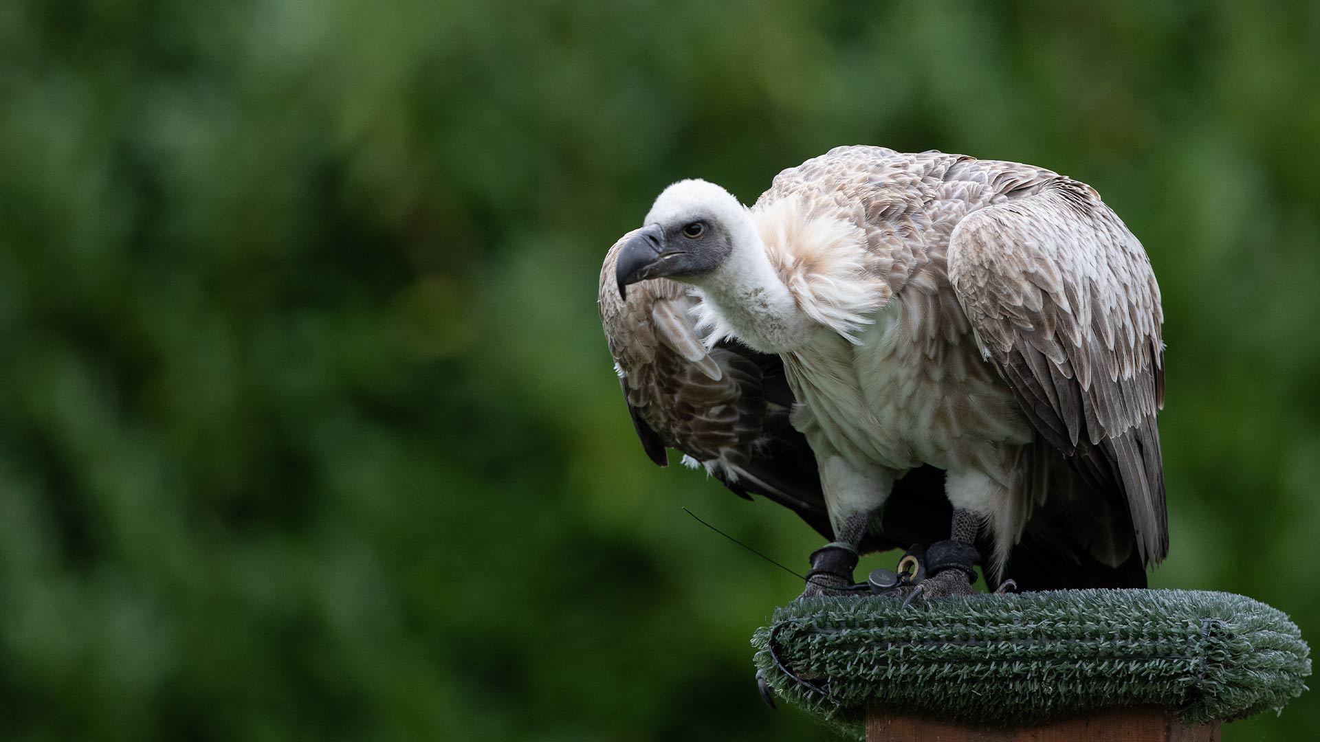 African white-backed vulture hunched over while standing on platform