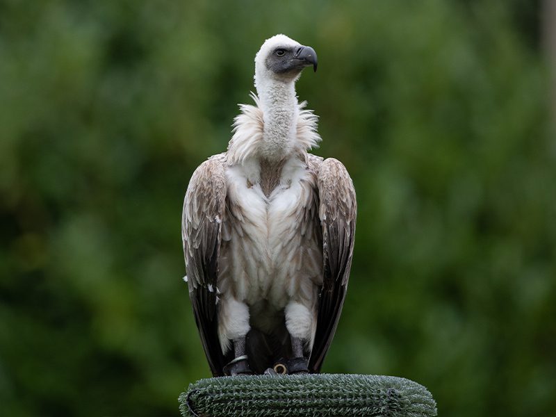 A platform with a standing African white-backed vulture.