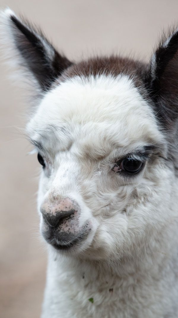 A close up of a white and brown Alpaca