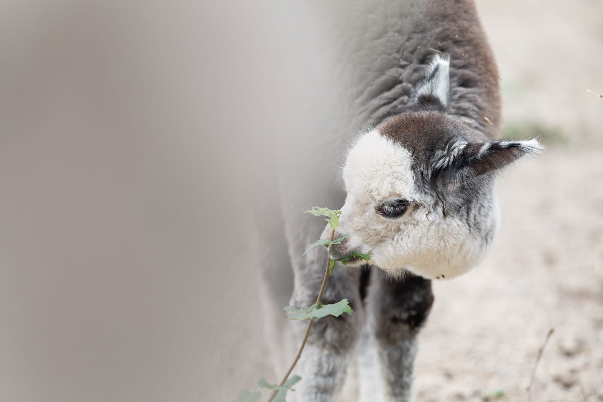 Alpaca eating a plant