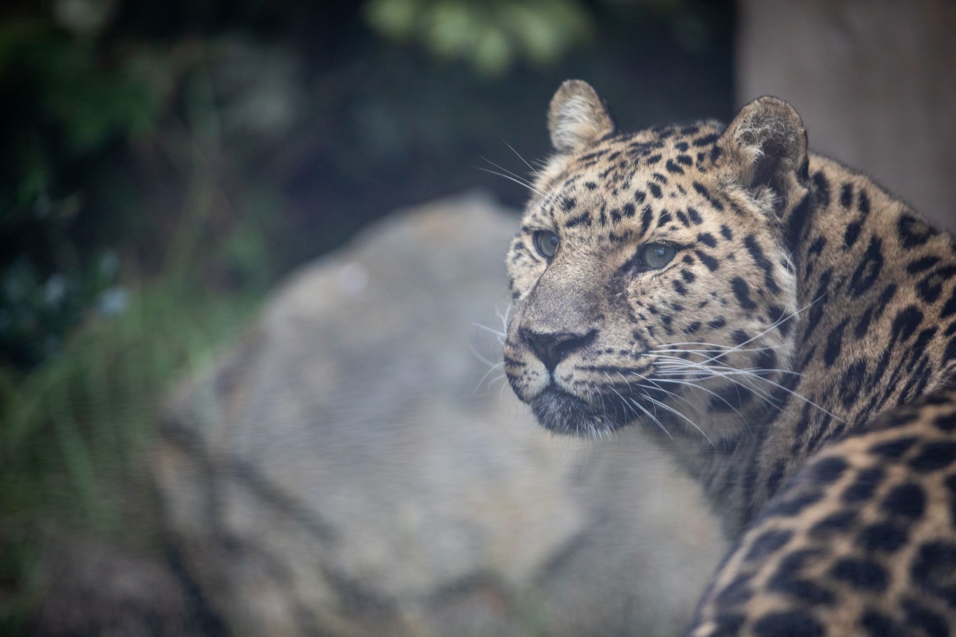 close up of amur leopard at emerald park