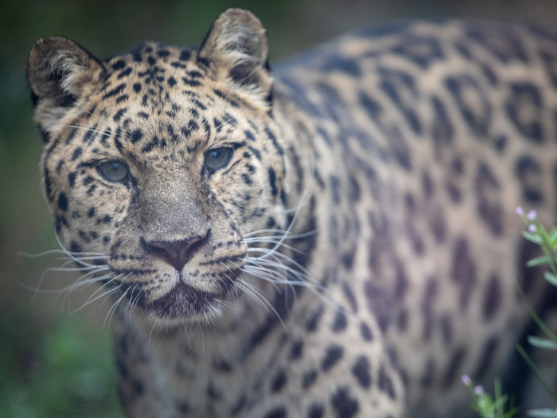 At the Emerald Park Zoo, a close-up of an Amur leopard