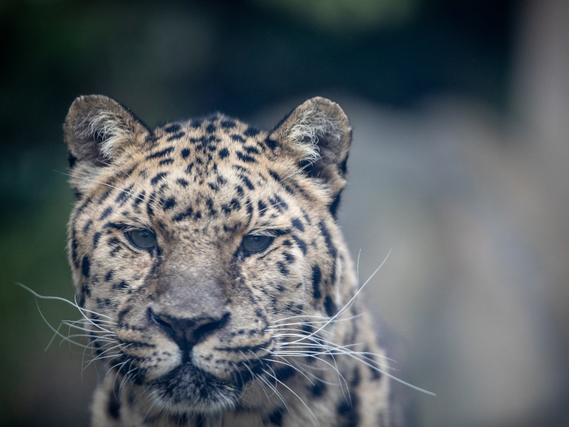 Amur leopard up close at Emerald park zoo