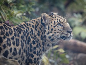Amur leopard looking up