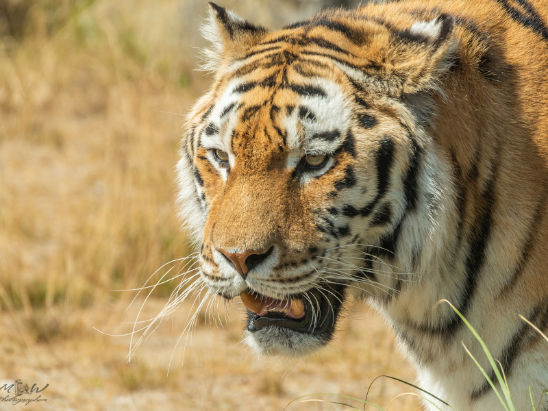 Walking over the grass with its jaws open is an Amur tiger.
