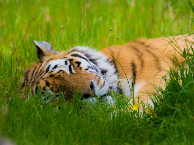 Amur tiger lying down relaxed in the grass at the Emerald park zoo