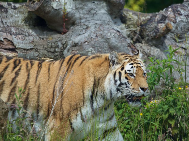 Amur tiger with mouth open walking in the field at Zoo