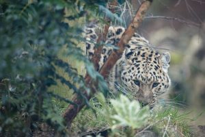 amur leopard hiding behind a tree at emerald park