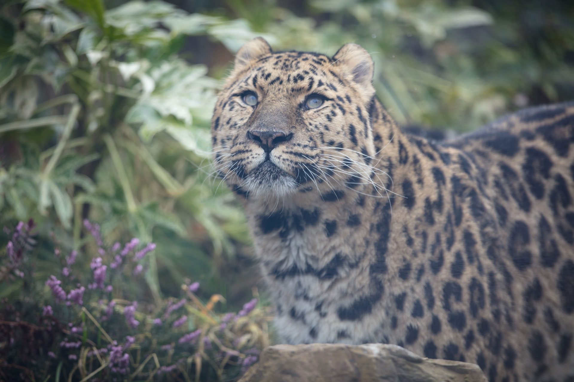 amur leopard at emerald park
