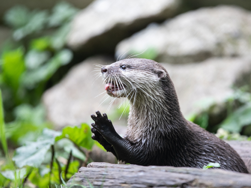 Asian small-clawed otter with mouth wide open In the grass