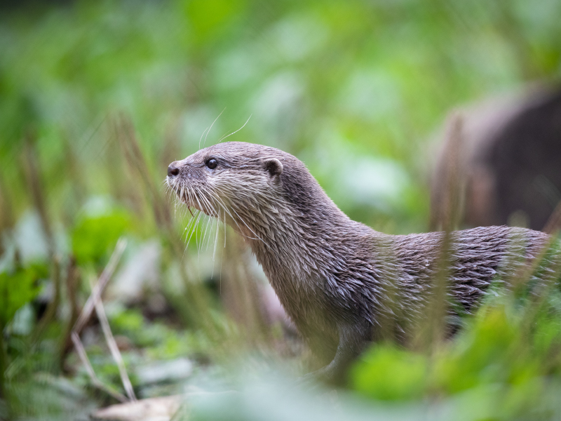 Asian small-clawed otter in the field at Emerald park