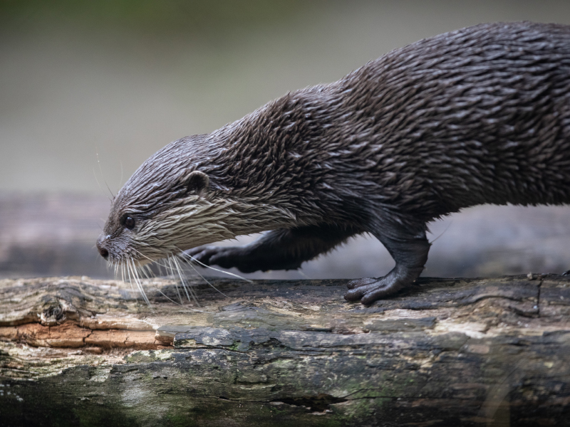 Asian small-clawed otter crossing a timber log
