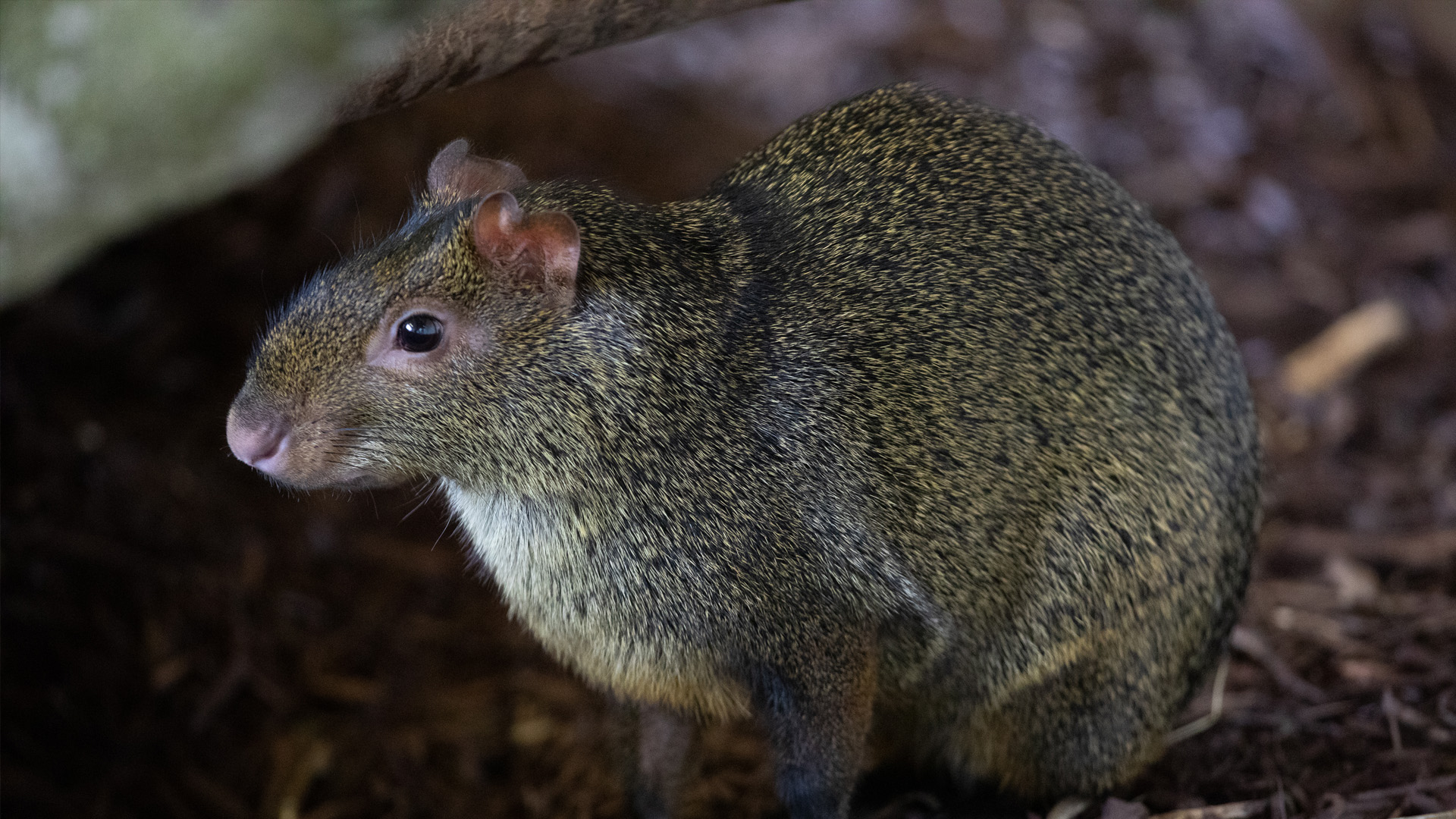 Azara’s agouti sitting down