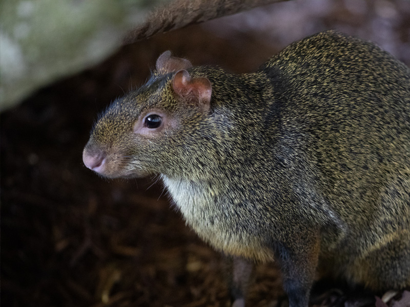 azara's agouti standing under a log