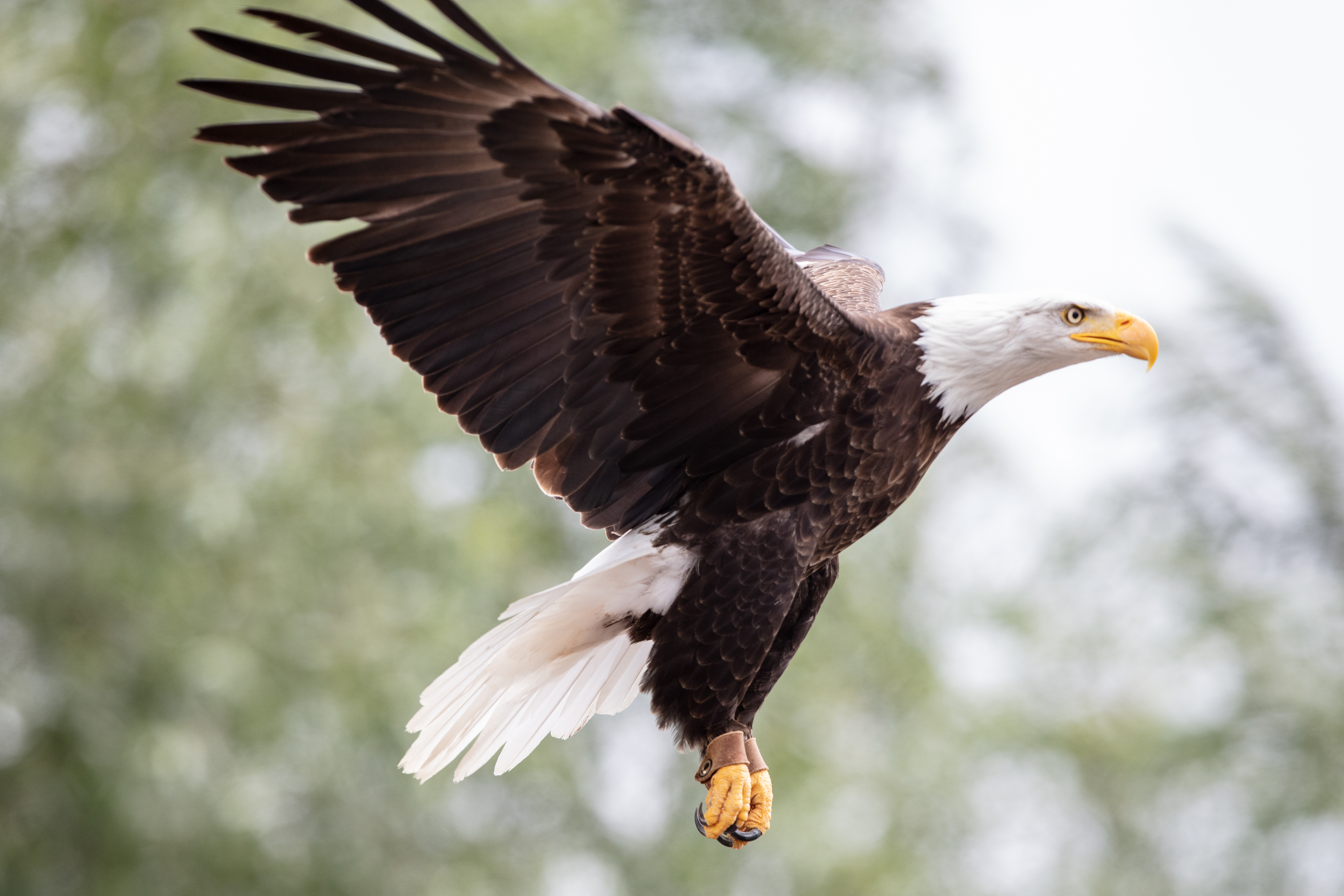 a bald eagle mid flight