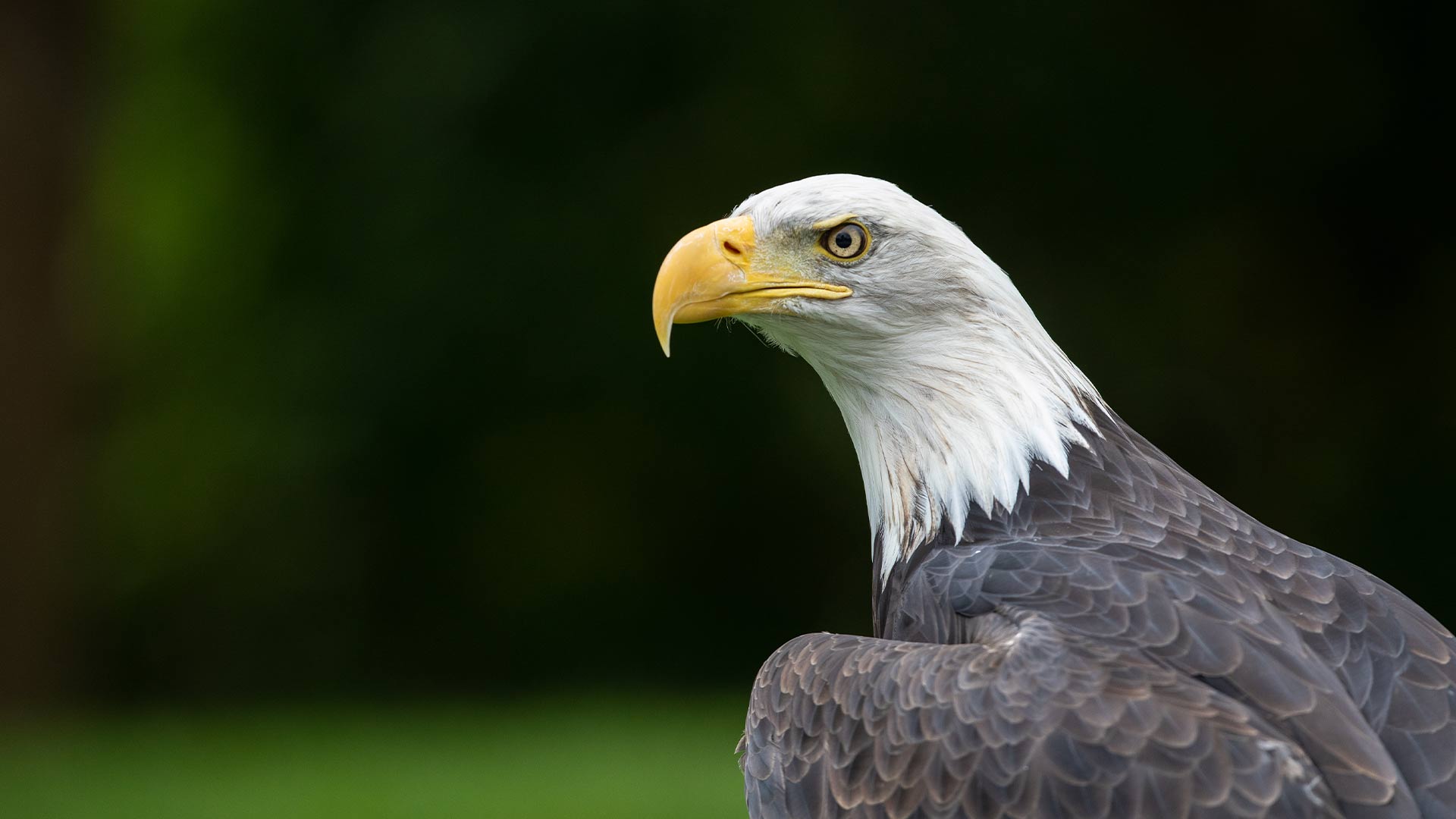 bald eagle staring