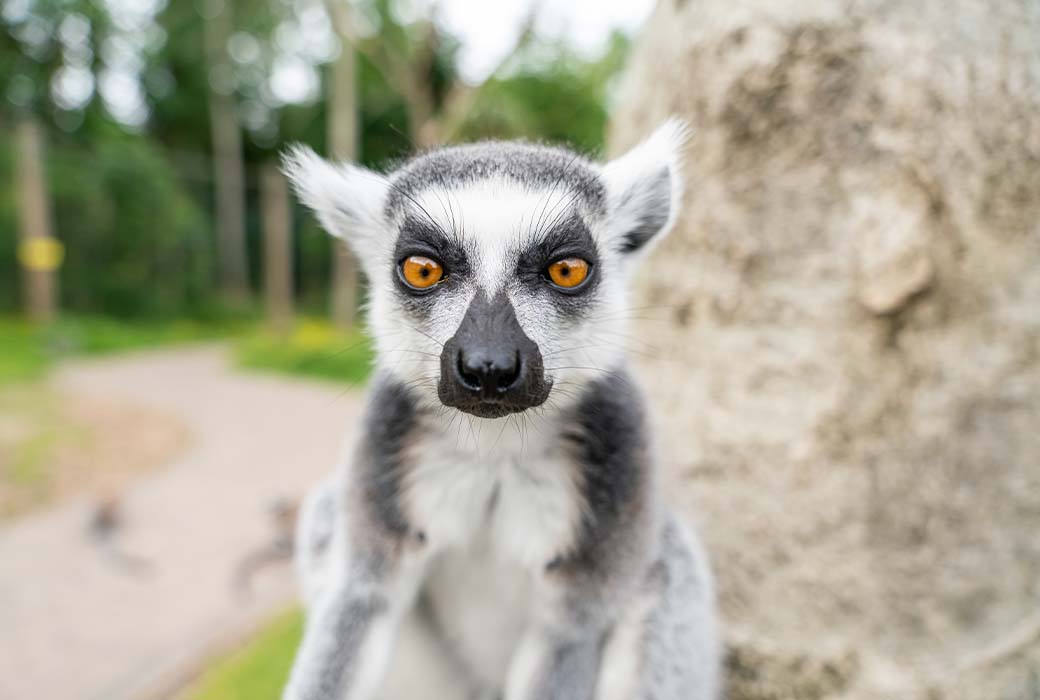 super close up of a lemur at emerald park lemur woods