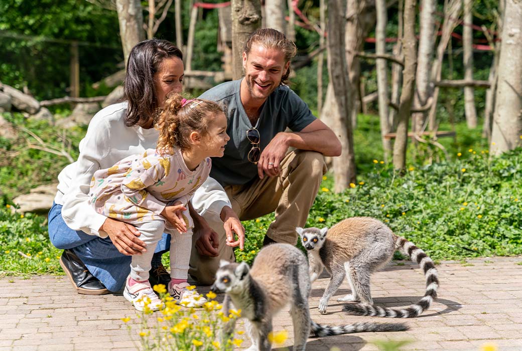Two parents and child looking at lemurs at Emerald park