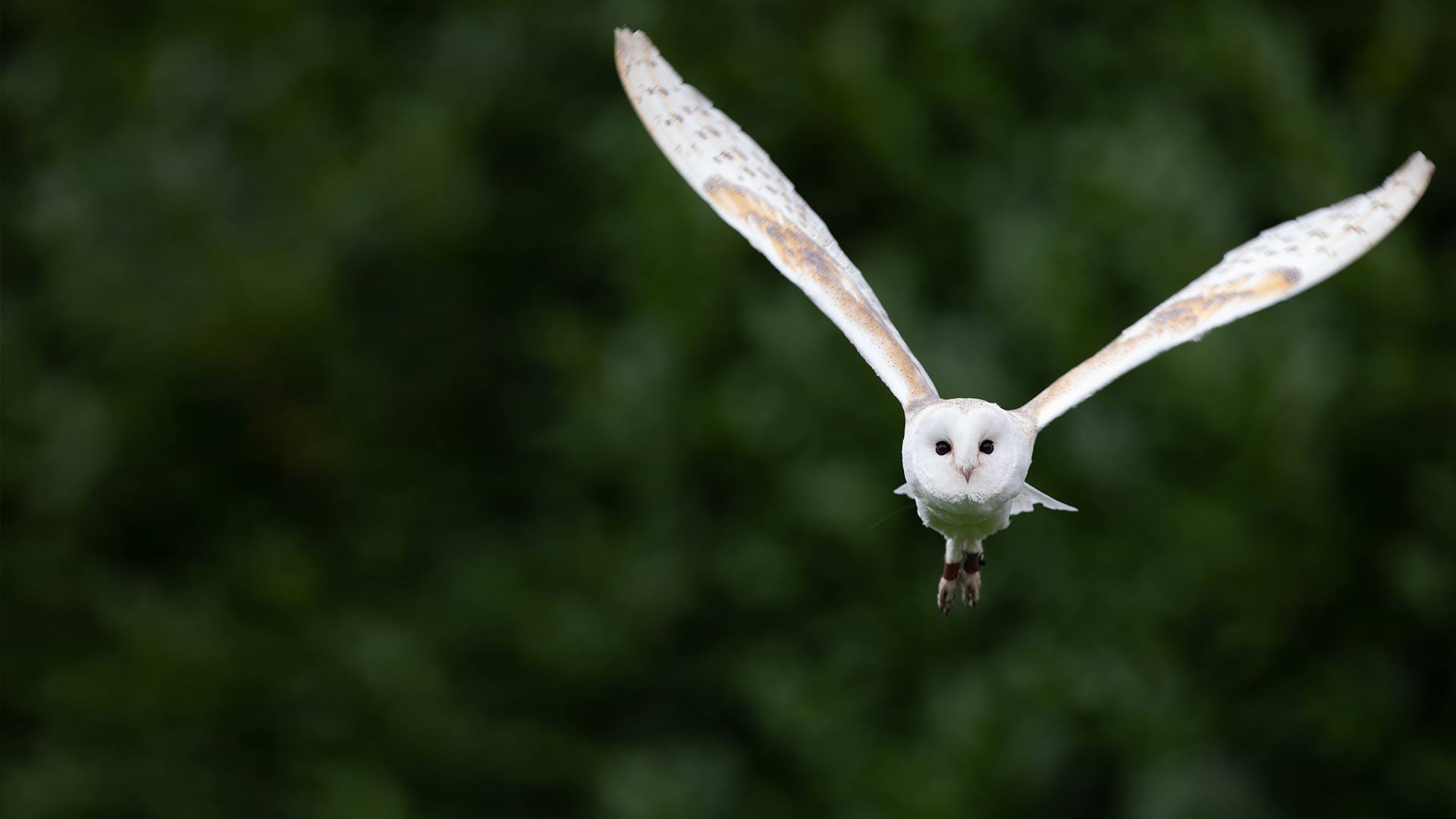 A Barn owl soaring and flying over flowers