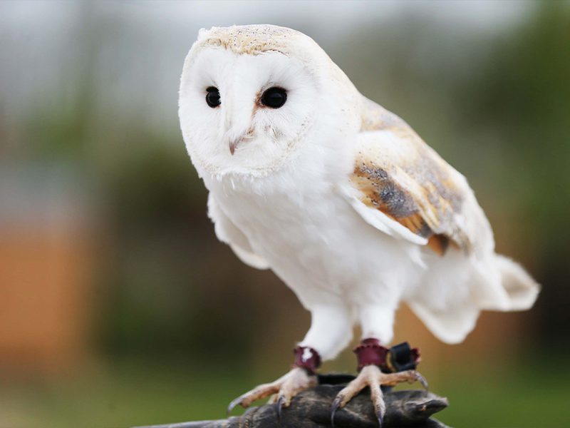 A barn owl sitting on a wooden log