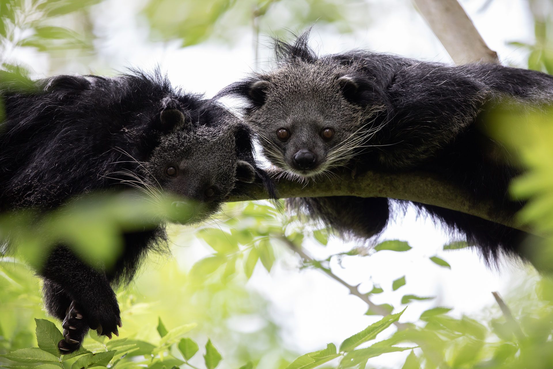 Two Binturong laying across a tree branch