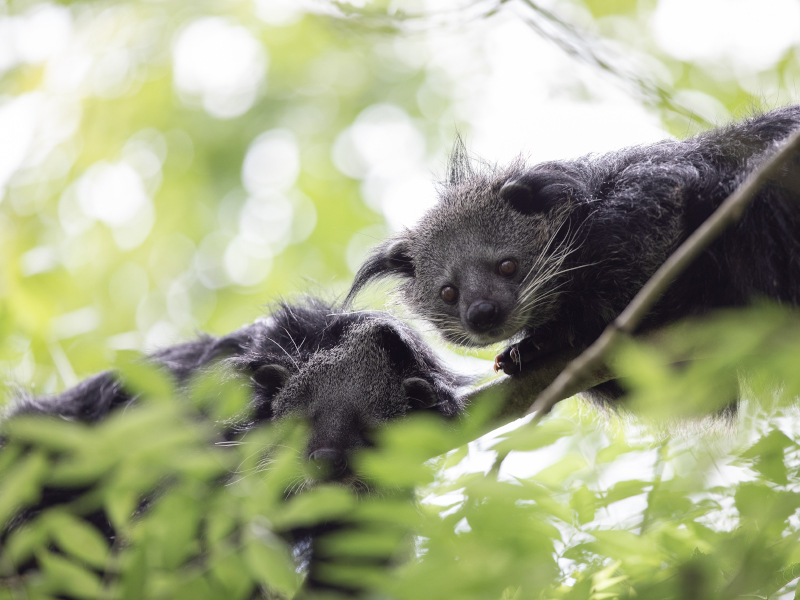 Two resting and relaxed on a narrow branch of a tree at emerald park