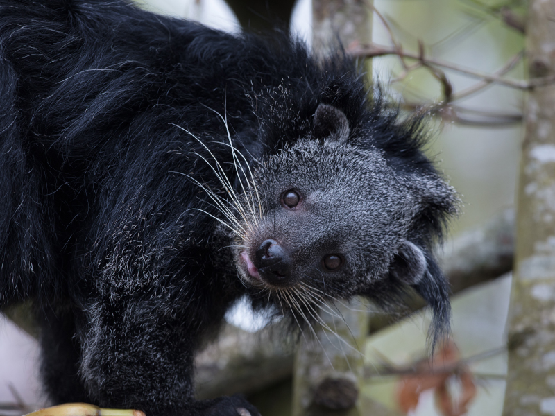 Binturong perched on a limb of a tree at emerald park