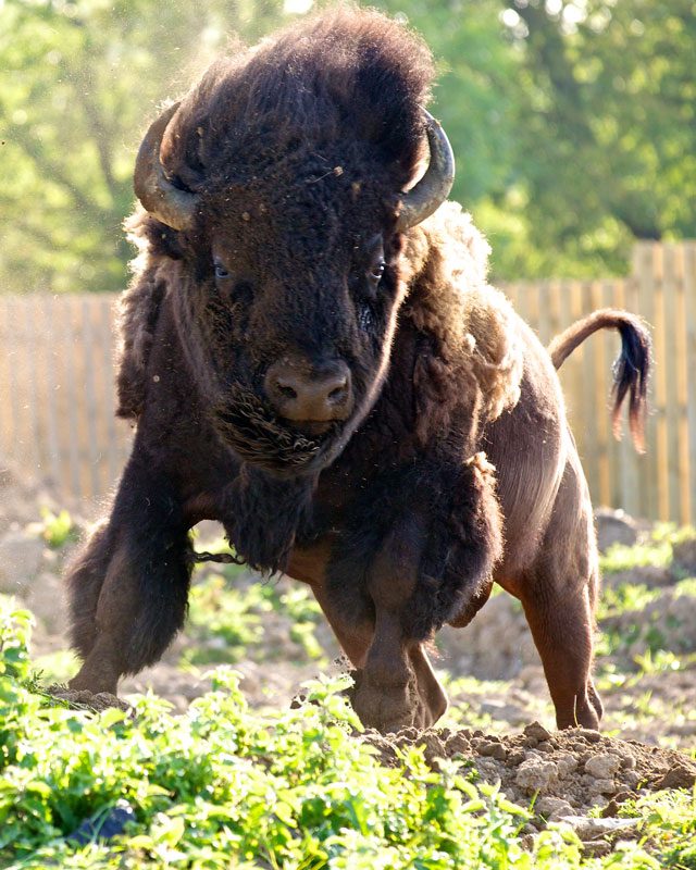 American bison standing in soil