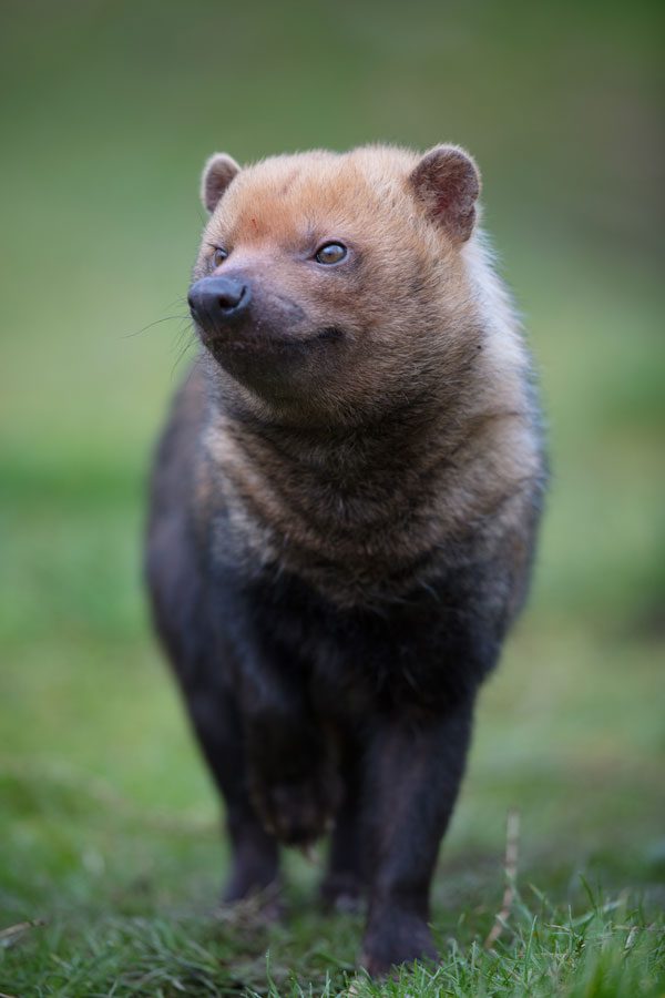 Bush dog walking in the grass At emerald park