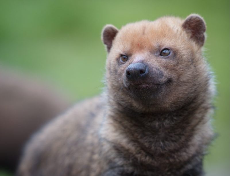 an image of a bush dog