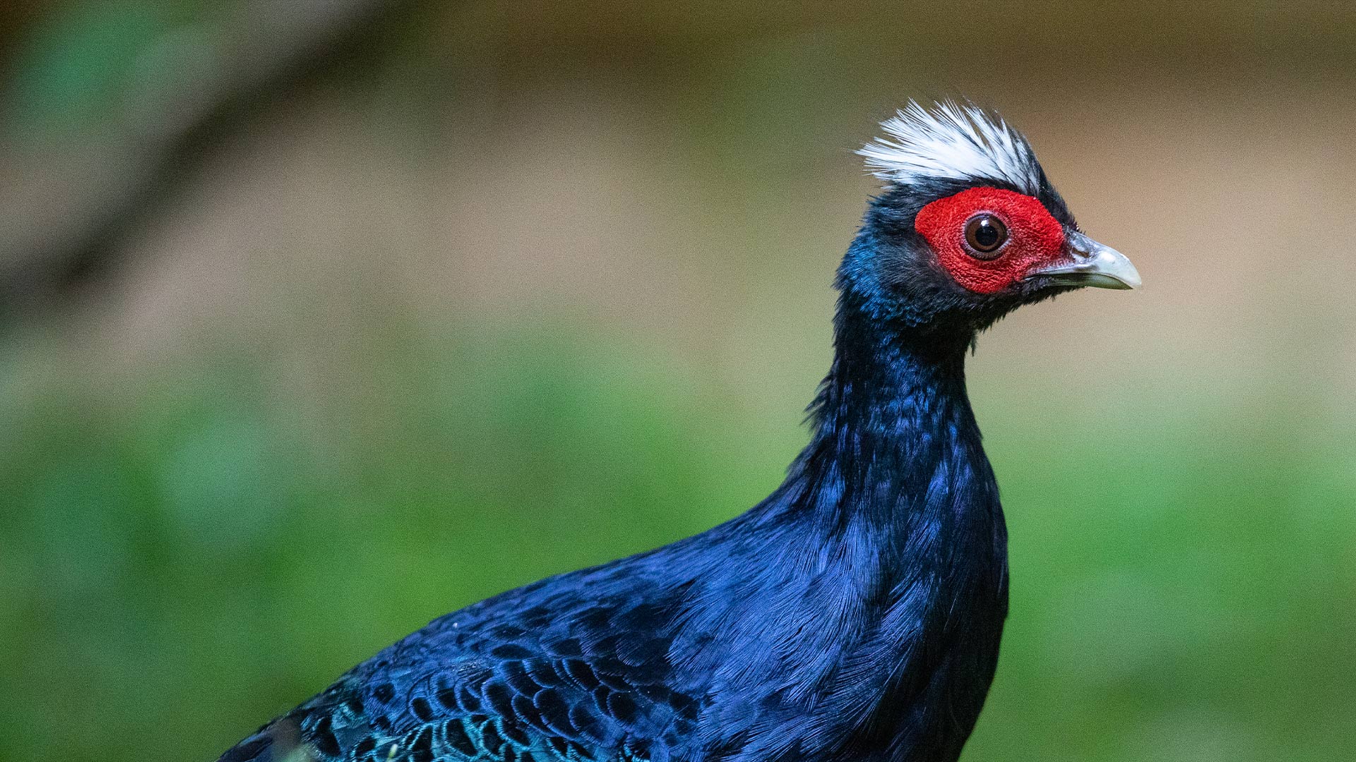 edwards pheasant with red around eye