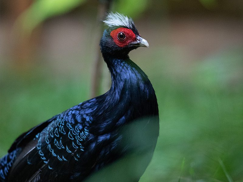 edwards pheasant in grass