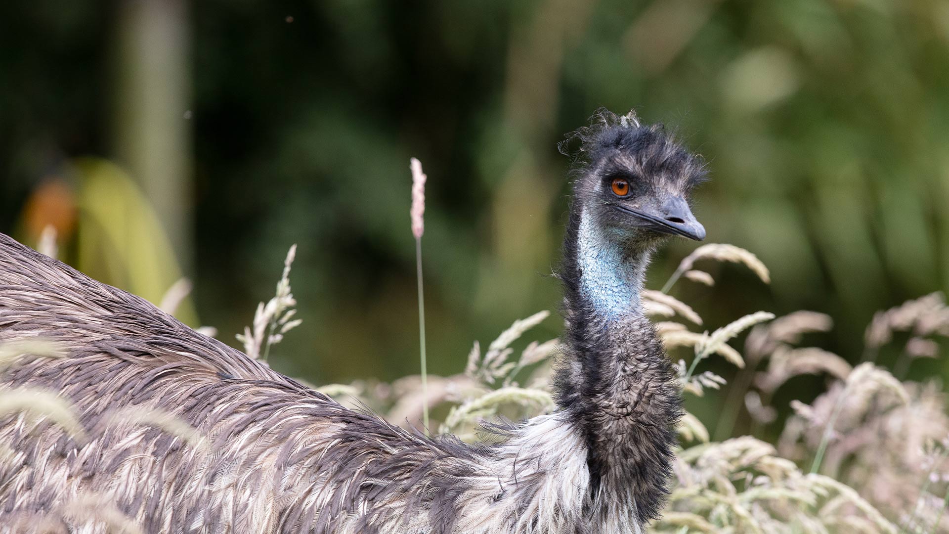 An emu wondering in long grass