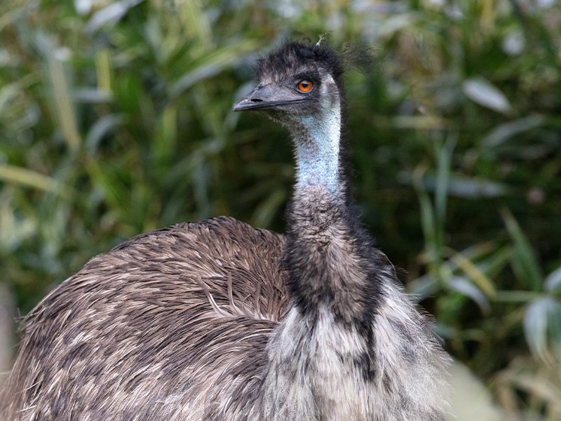 A close-up of an Emu in long grass