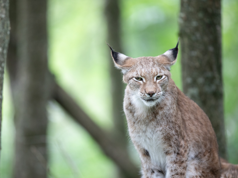 A relaxed Eurasian lynx sitting at Emerald park