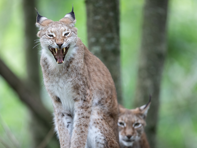 Eurasian lynx with mouth wide open