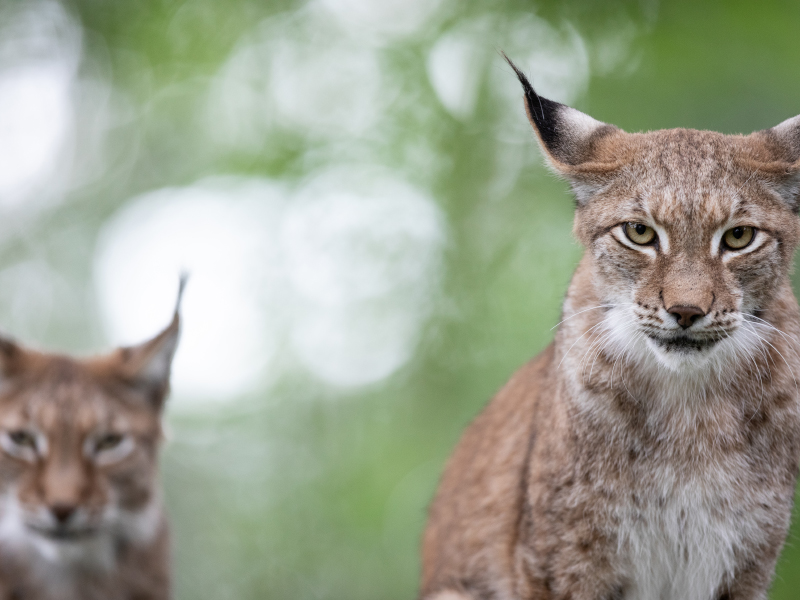 Two Eurasian lynx at Emerald park