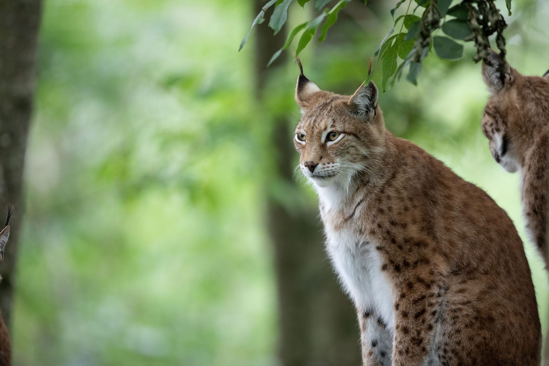 Eurasian lynx sitting on their back legs