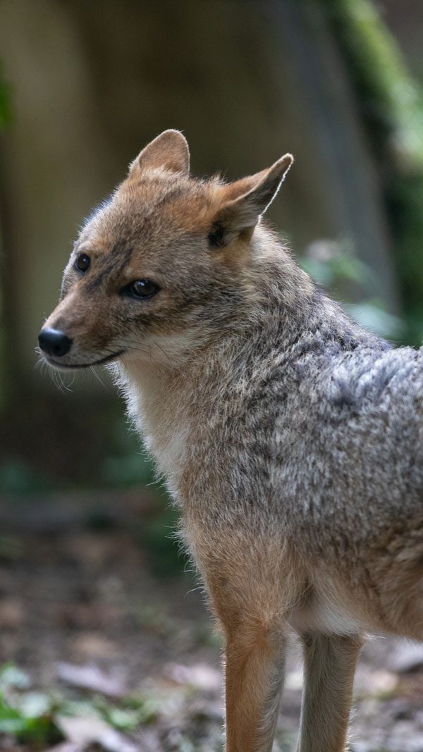 A Golden jackals looking back