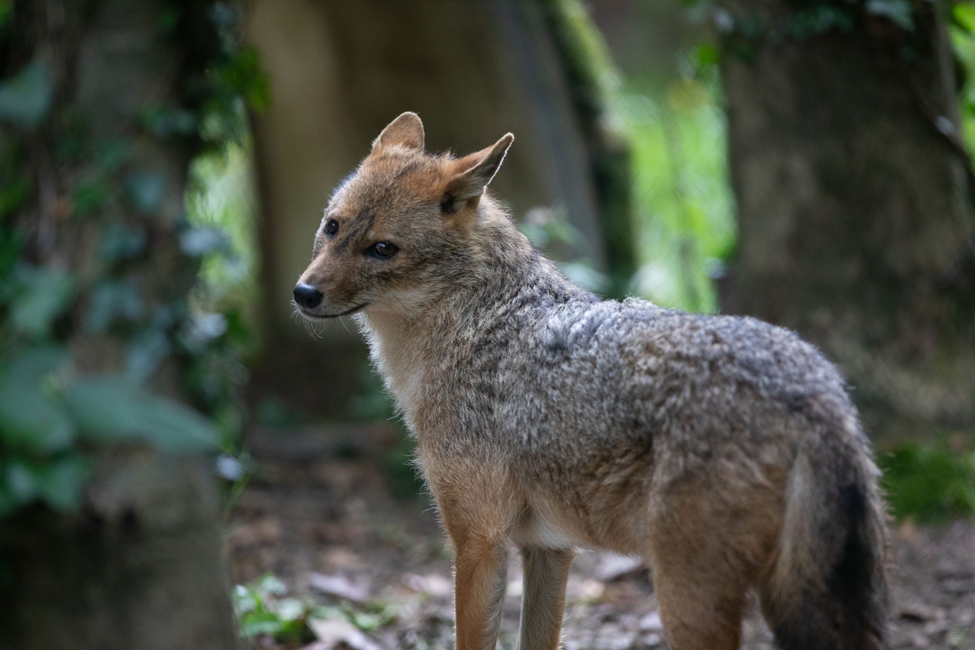 At Emerald Park Zoo a golden jackals gazing in a woodland