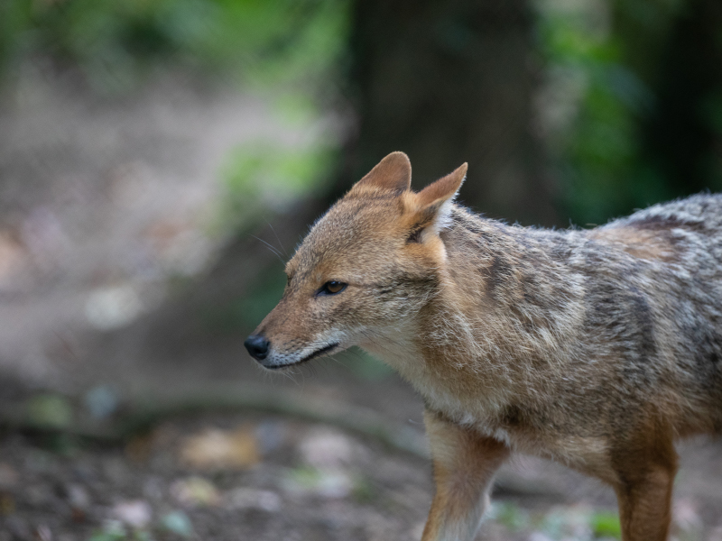 A golden jackal wandering in Emerald Park, seen up close.