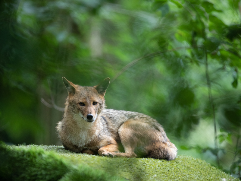 A Golden jackal lying on the grass