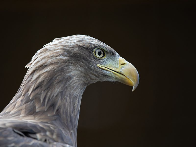 A close-up side view of Golden eagle