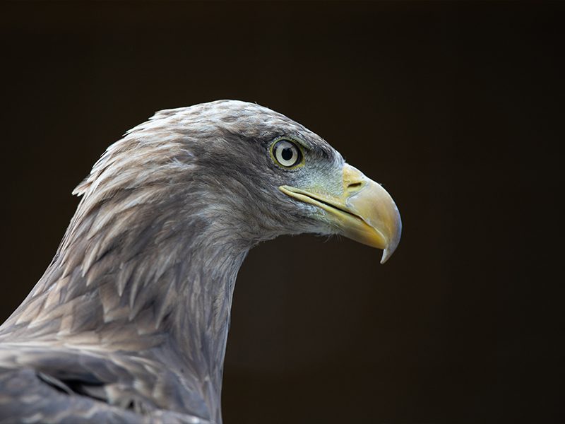 Golden eagle