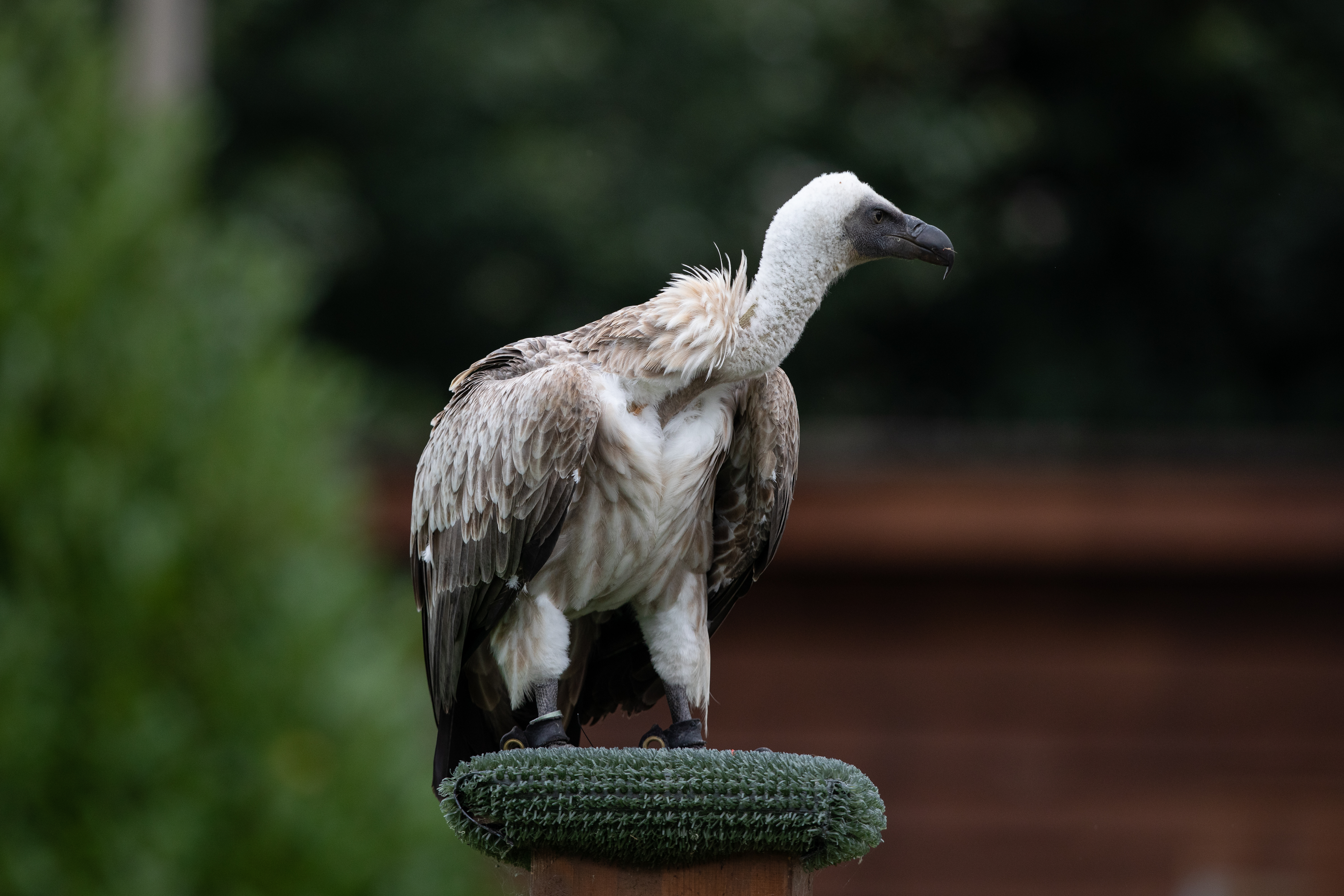 a shot of a white-backed vulture turned to the side