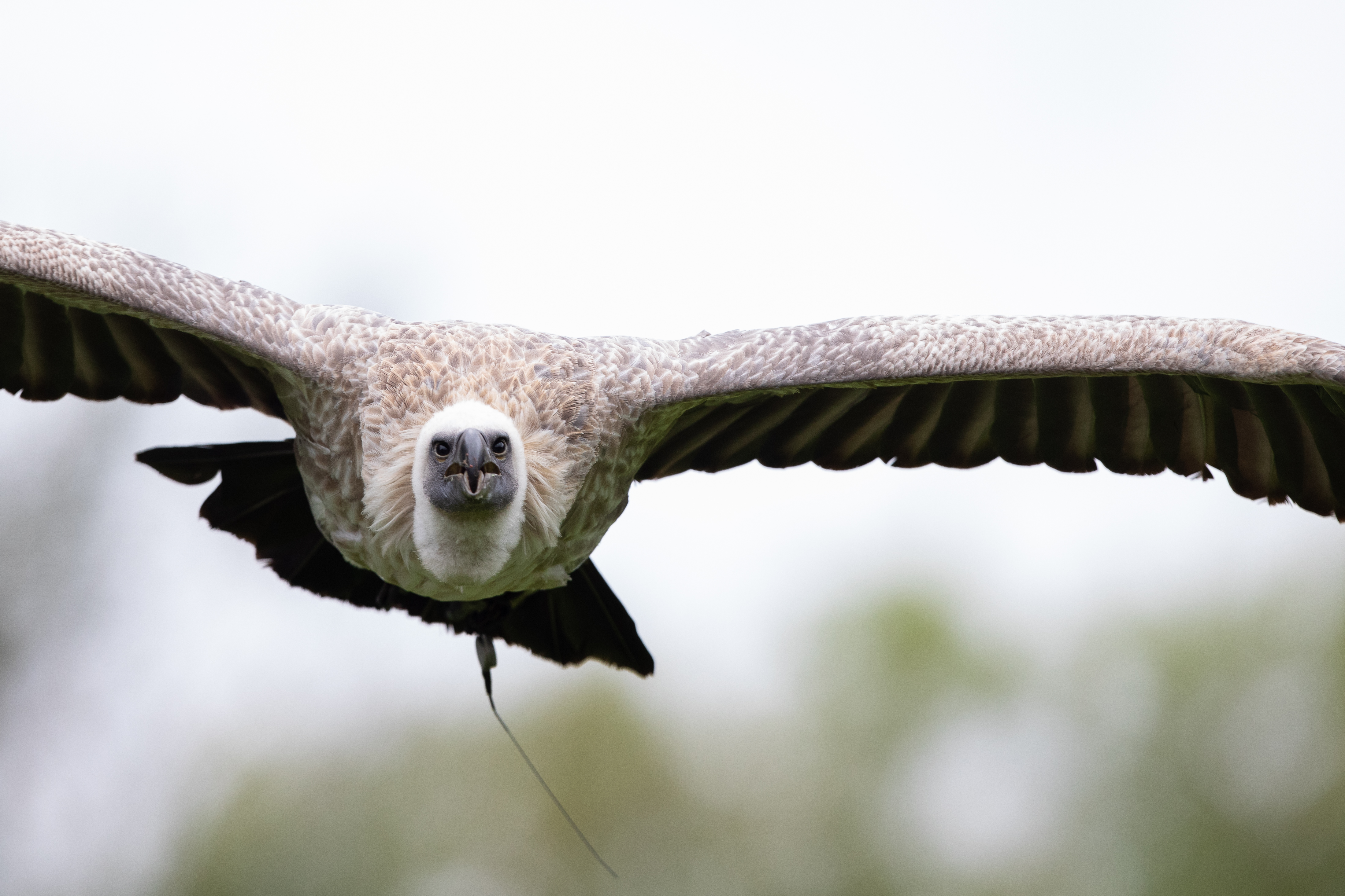 A front on view of a Griffon Vulture mid flight