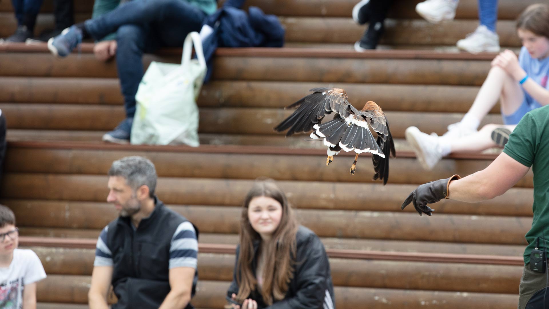 A harris hawk flying in the world of raptor area while people watch